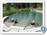 piscina naturale. biopiscina 3